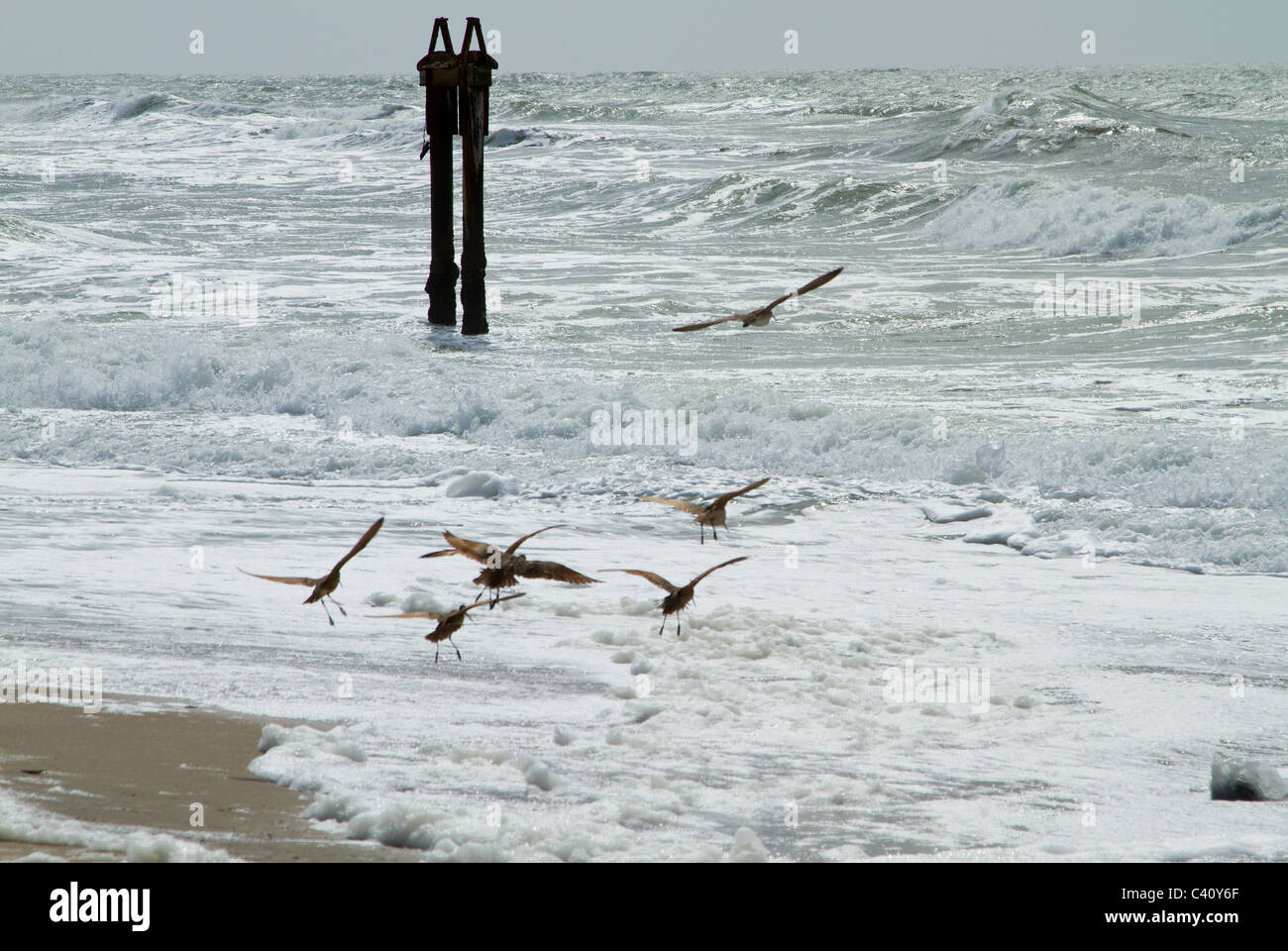 Vögel im Flug Moss Landing State Beach, Küste von Monterey, Kalifornien Stockfoto