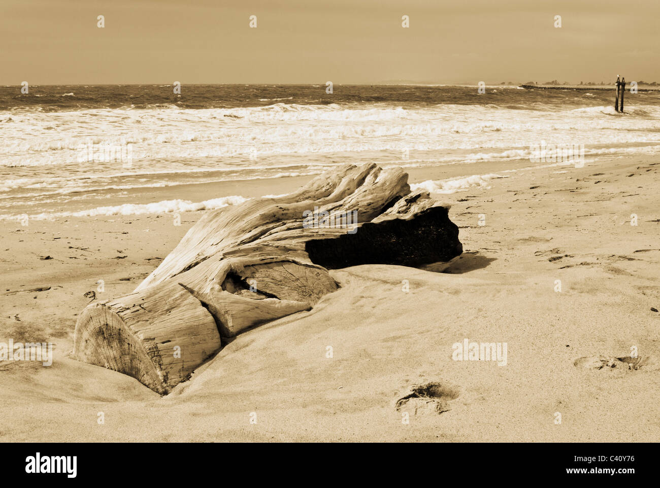 Treibholz-Log auf Moss Landing Beach, Kalifornien Stockfoto