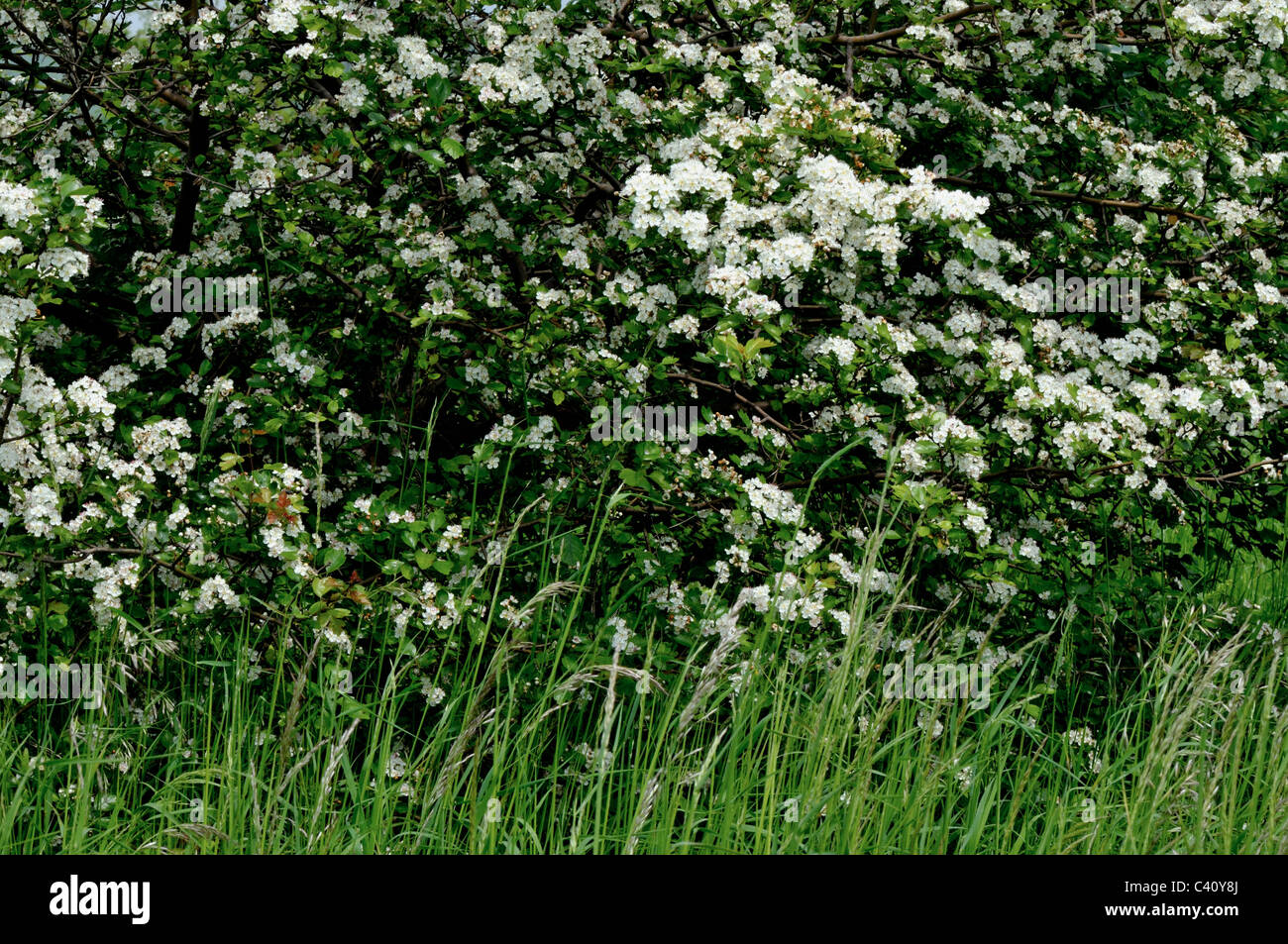 Prunus Padus, bekannt als Vogel-Kirsche oder Hackberry Blüte in Polen Stockfoto