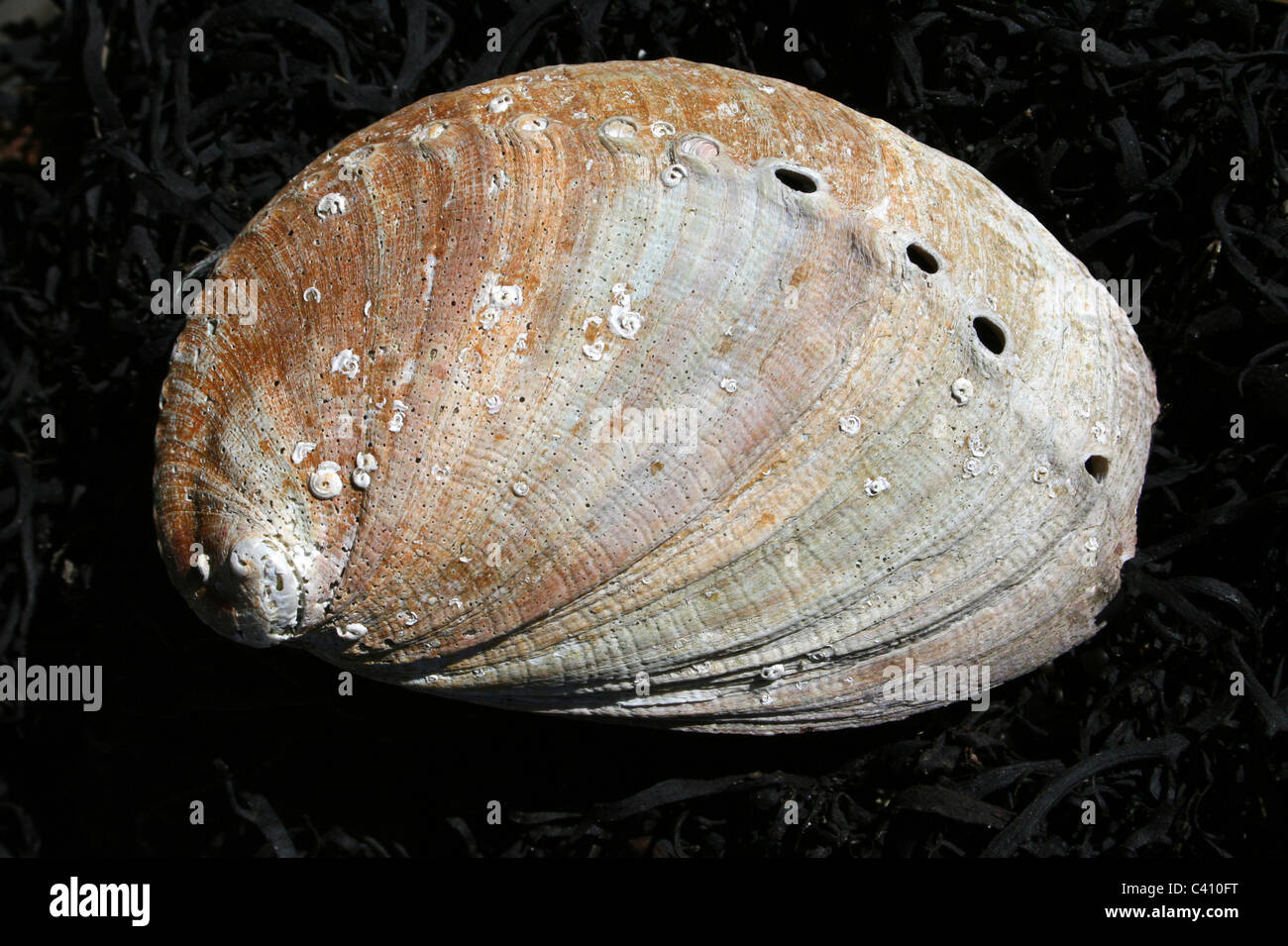 Abalone-Muschel gefunden im südlichen Walney Nature Reserve, Cumbria, UK Stockfoto