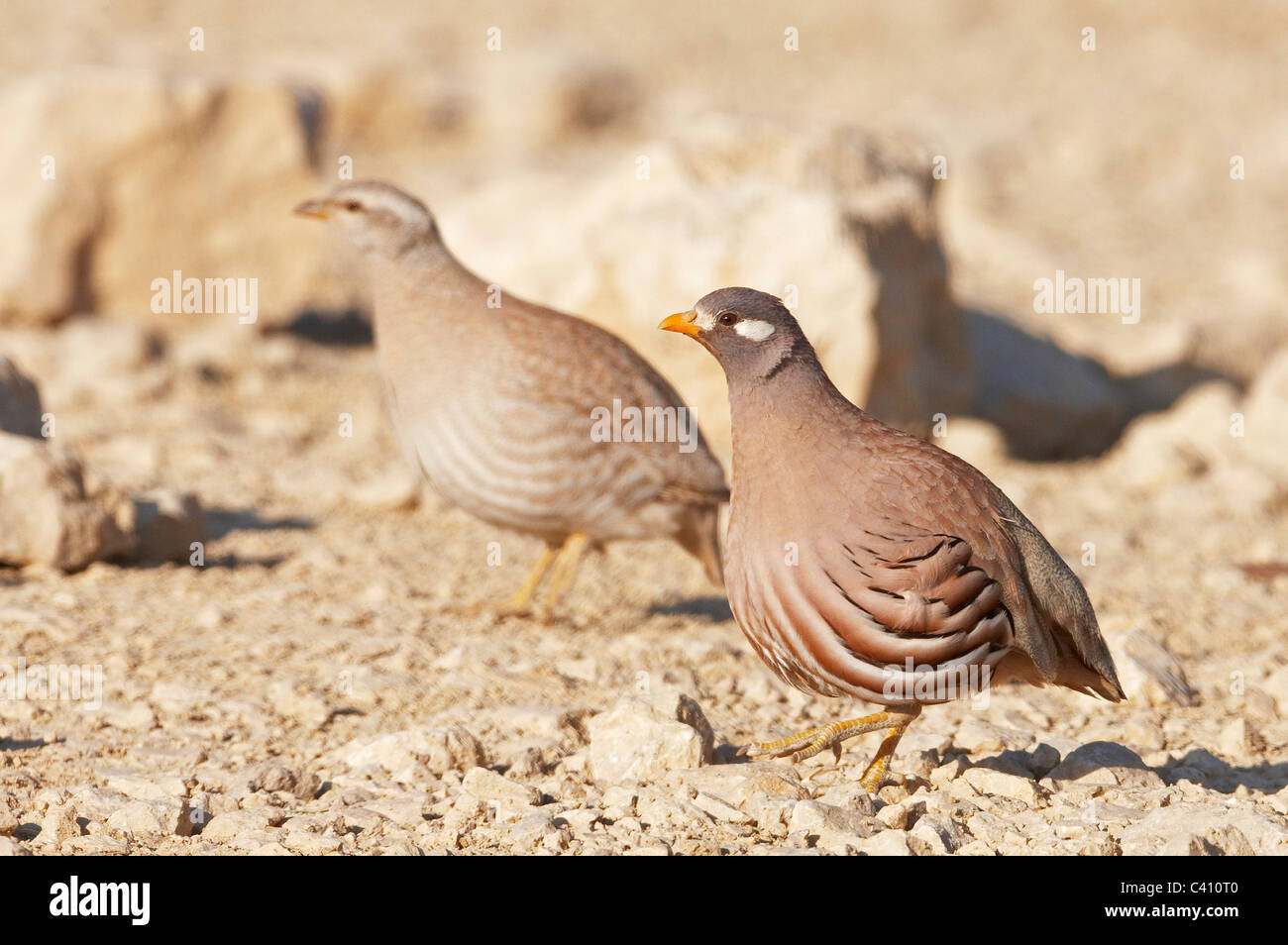 Sand Partridge (Ammoperdix Heyi). Paar auf felsigem Boden. Israel. Stockfoto
