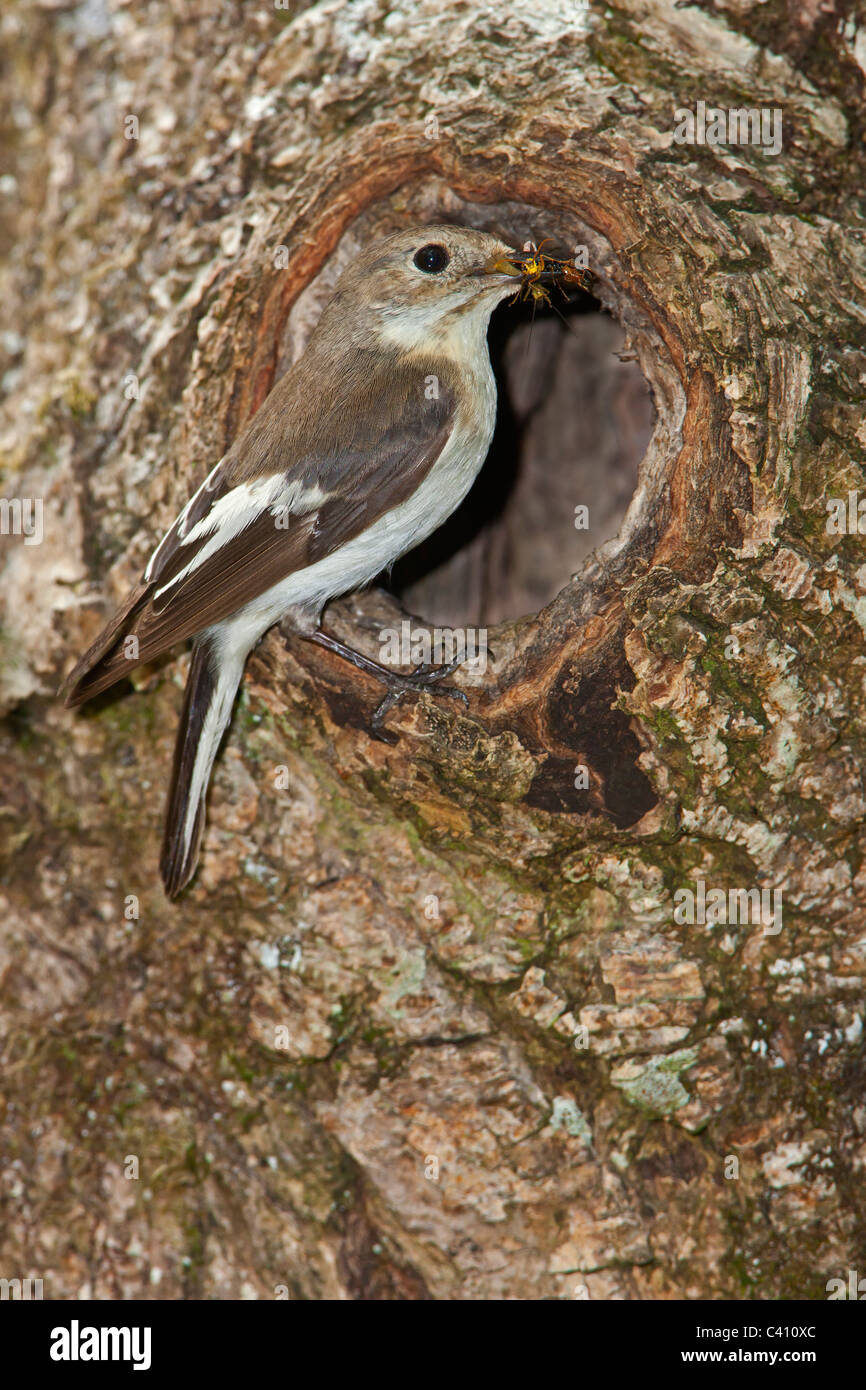 Pied Flycatcher weiblich mit Insekten in den Schnabel thront außerhalb des natürlichen Nest Loch in einem Baum. Stockfoto