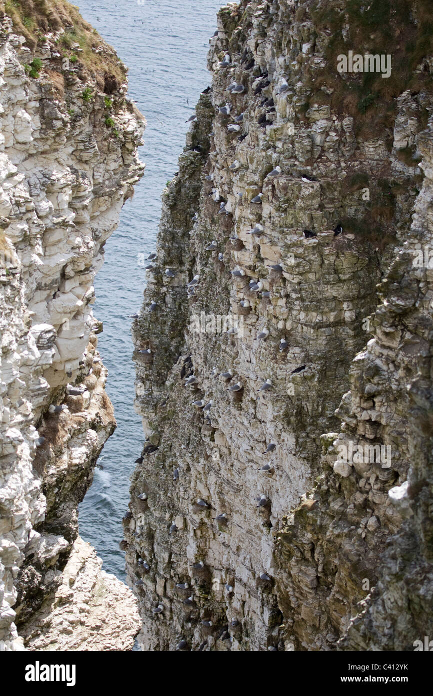 Bempton Klippen mit ihren steilen Kreidefelsen und riesigen Seevogelkolonien im Osten Reiten von Yorkshire, England Stockfoto