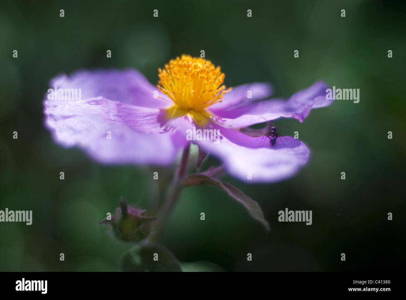 Cistus-Blume Stockfoto