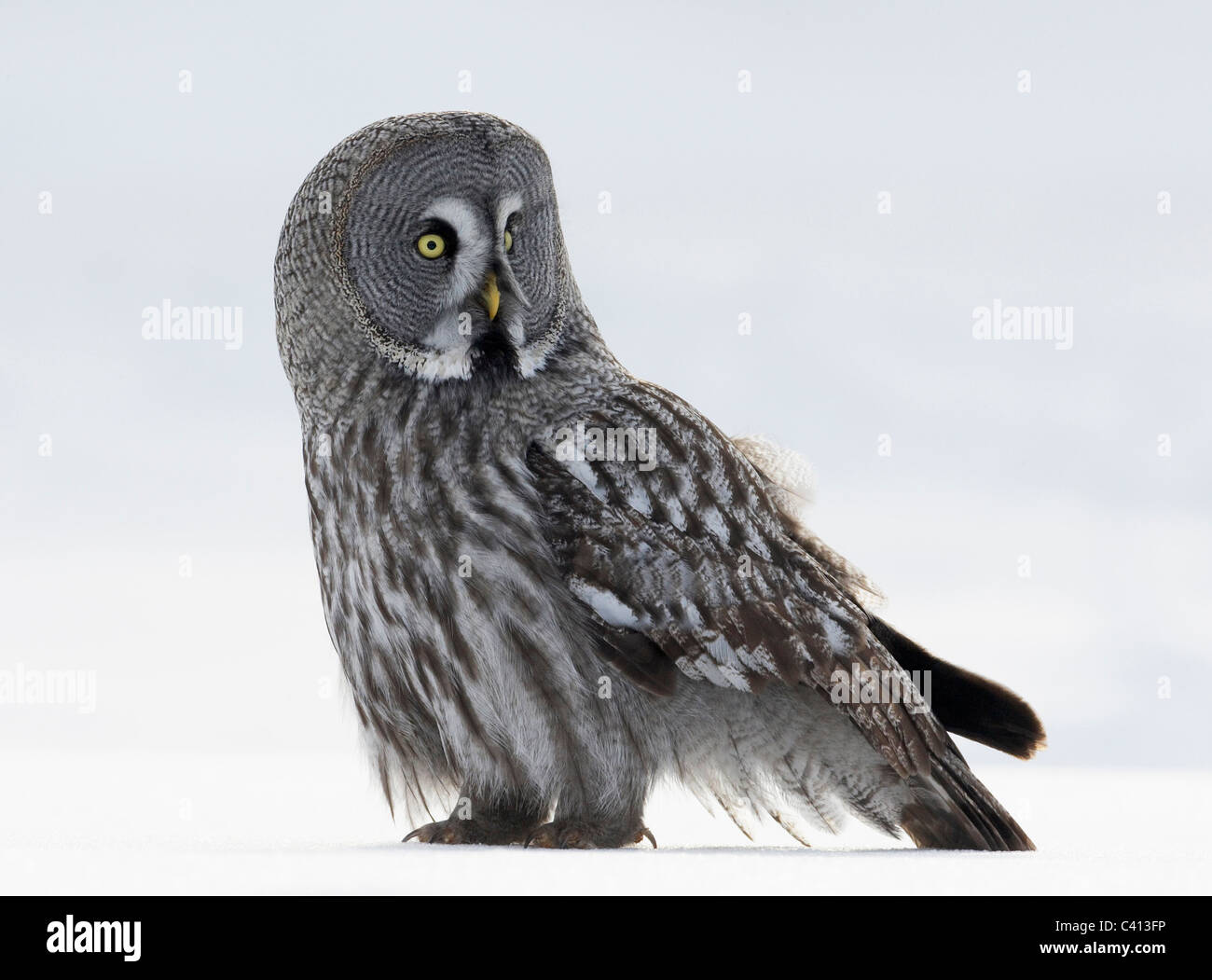 Großen grau-Eule (Strix Nebulosa) stehend auf Schnee. Finnland. Stockfoto