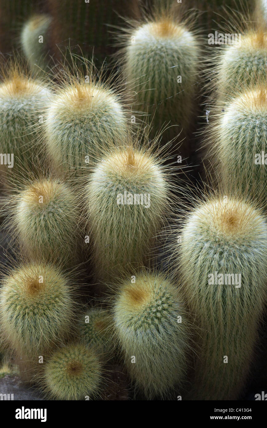 säulenartige Kaktus Stockfoto