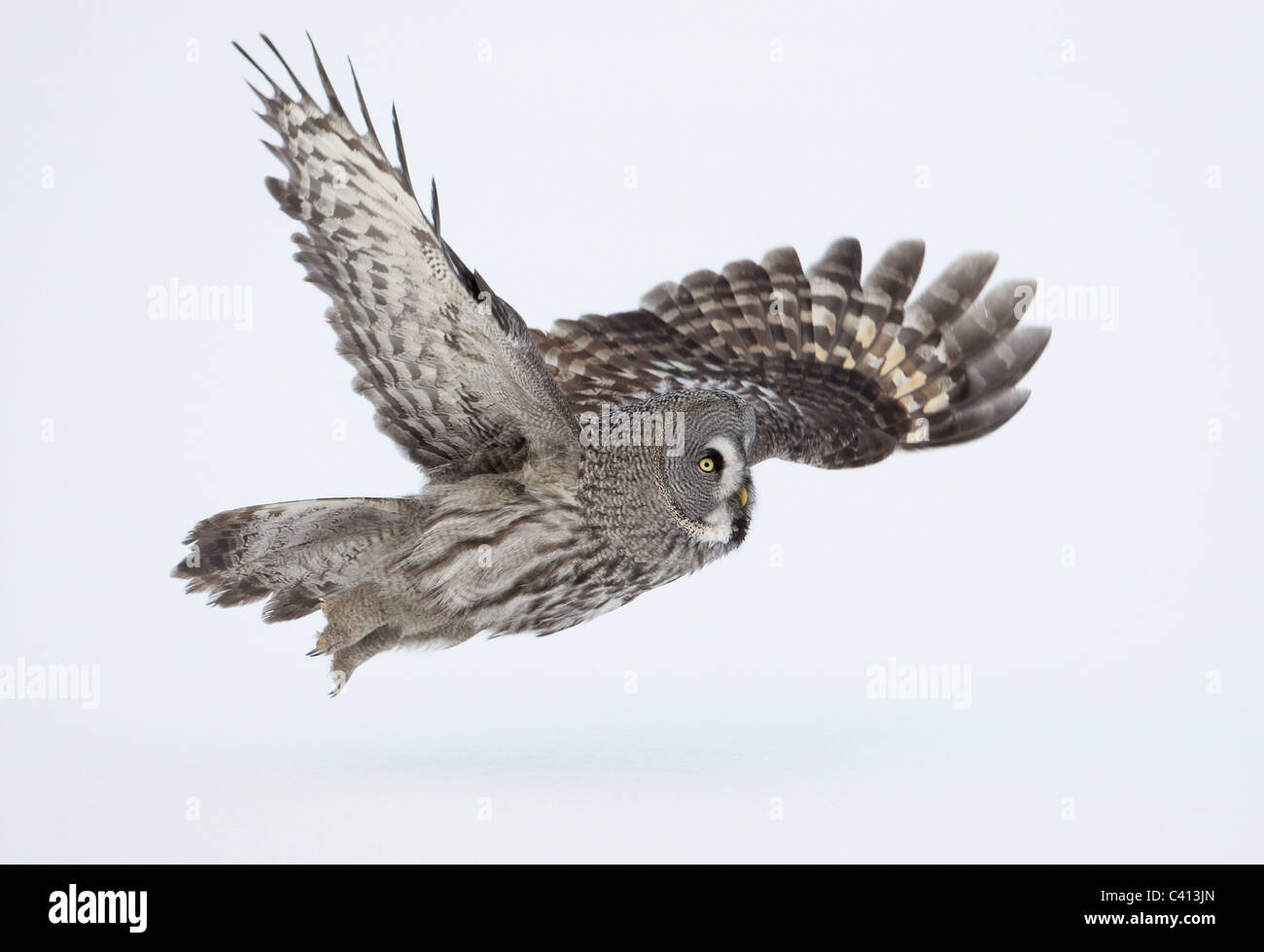 Großen grau-Eule (Strix Nebulosa), im Flug über Schnee. Finnland. Stockfoto