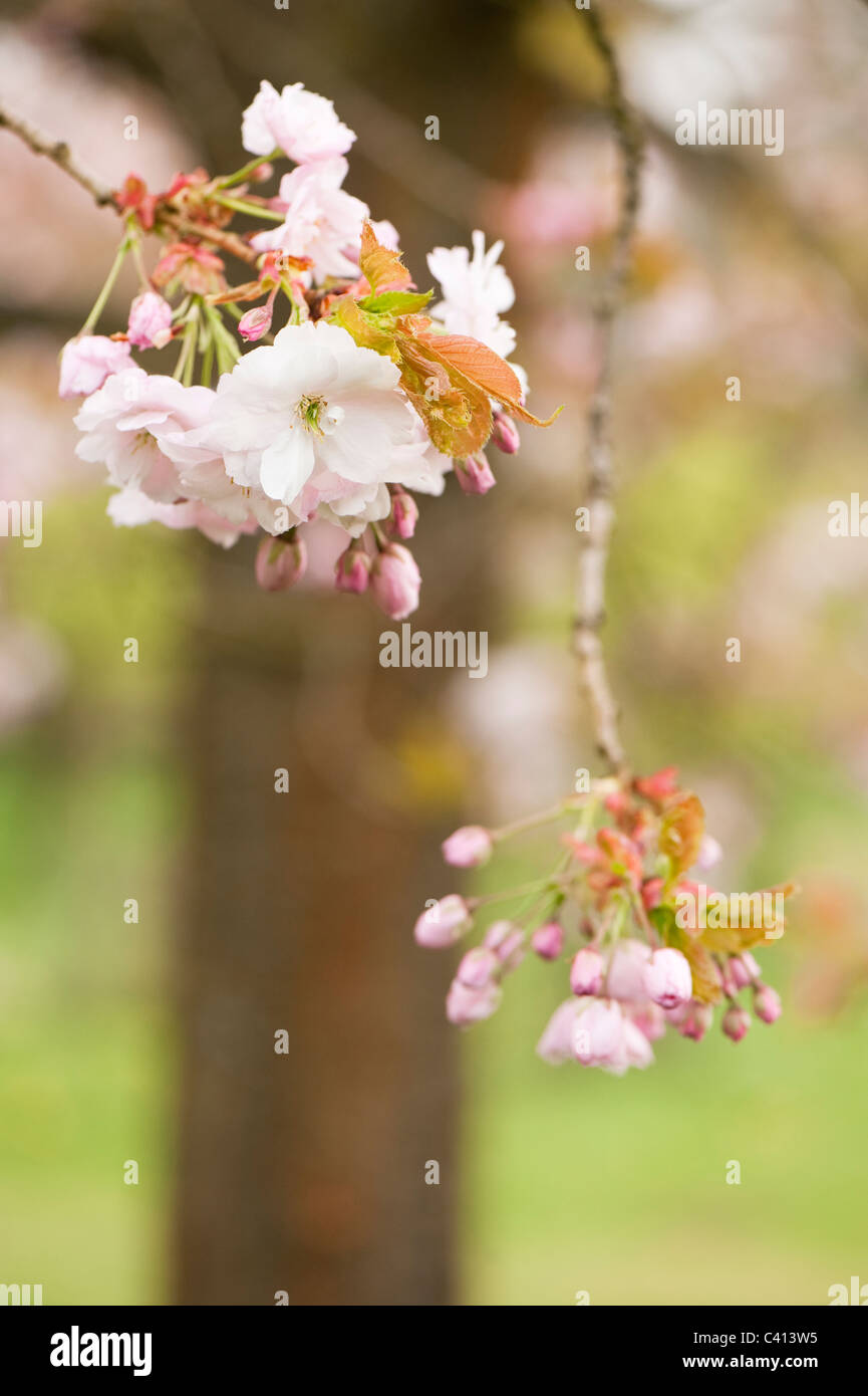 Prunus 'Ichiyo' in Blüte Stockfoto