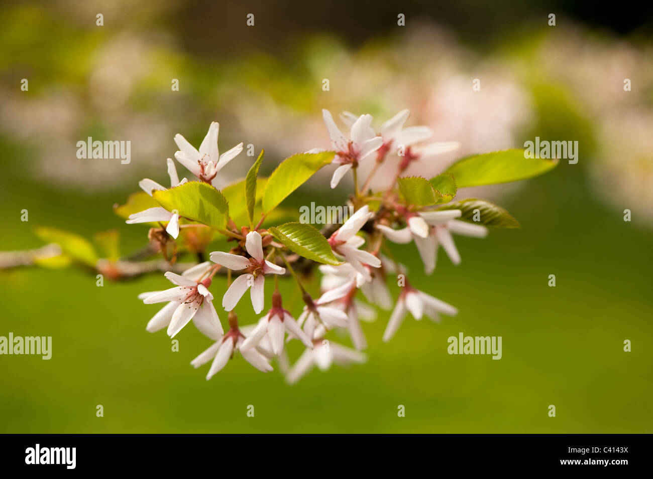 Prunus Subhirtella ' Stellata'in Blume Stockfoto