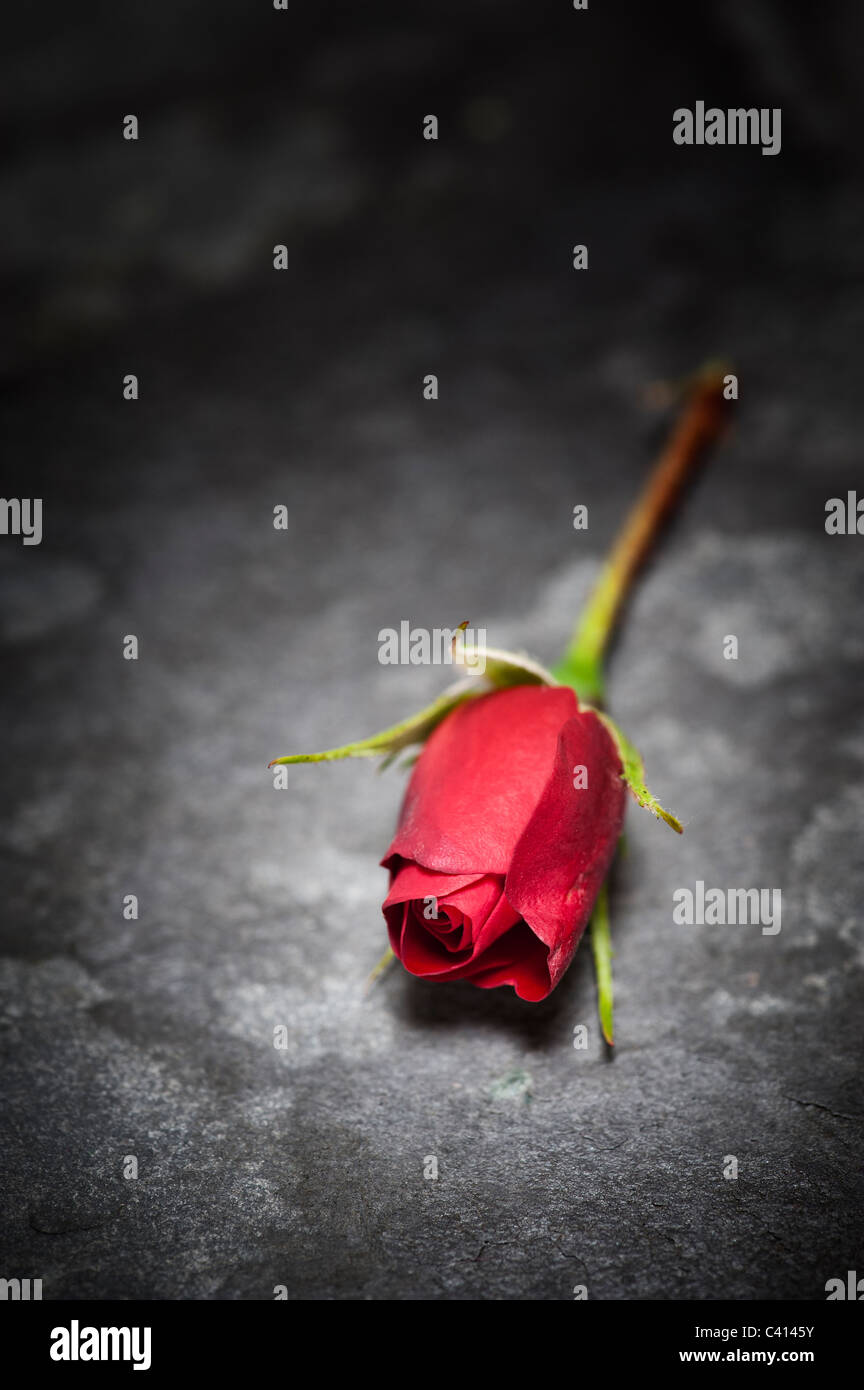 Rosa 'Etoile de Hollande' Red Rose auf Schiefer Stockfoto