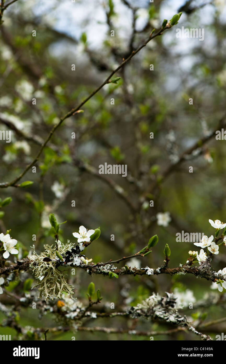 Prunus Dulcis 'Macrocarpa' gemeinsame Mandel in Blüte Stockfoto