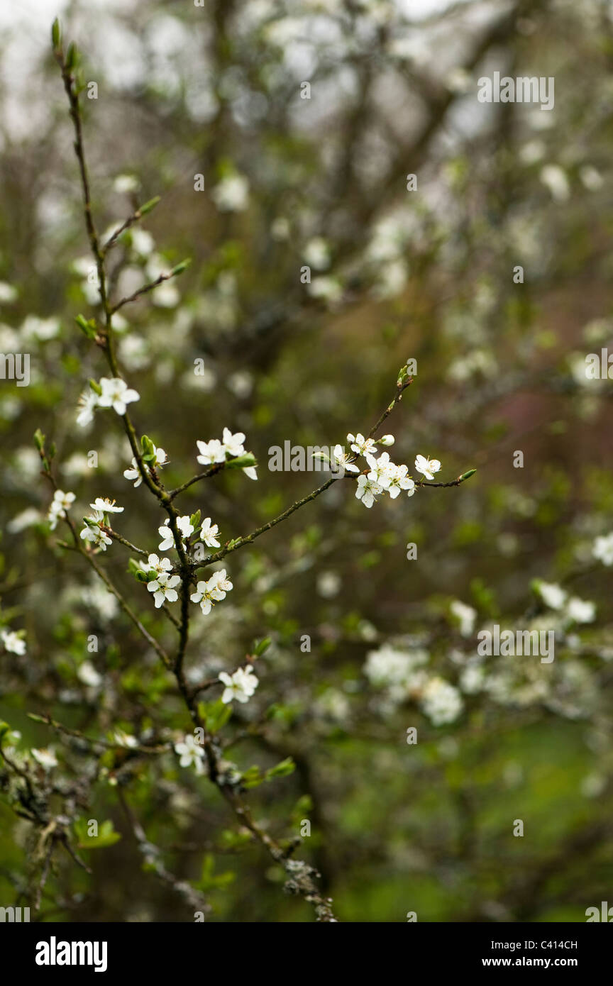 Prunus Dulcis 'Macrocarpa' gemeinsame Mandel in Blüte Stockfoto