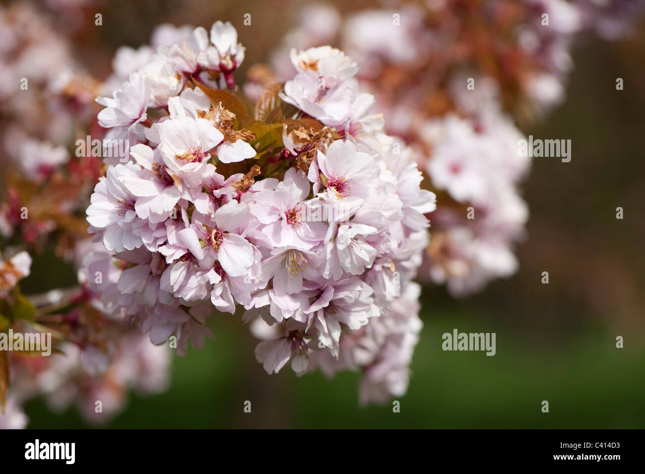 Prunus "Takasago" Blüte Stockfoto