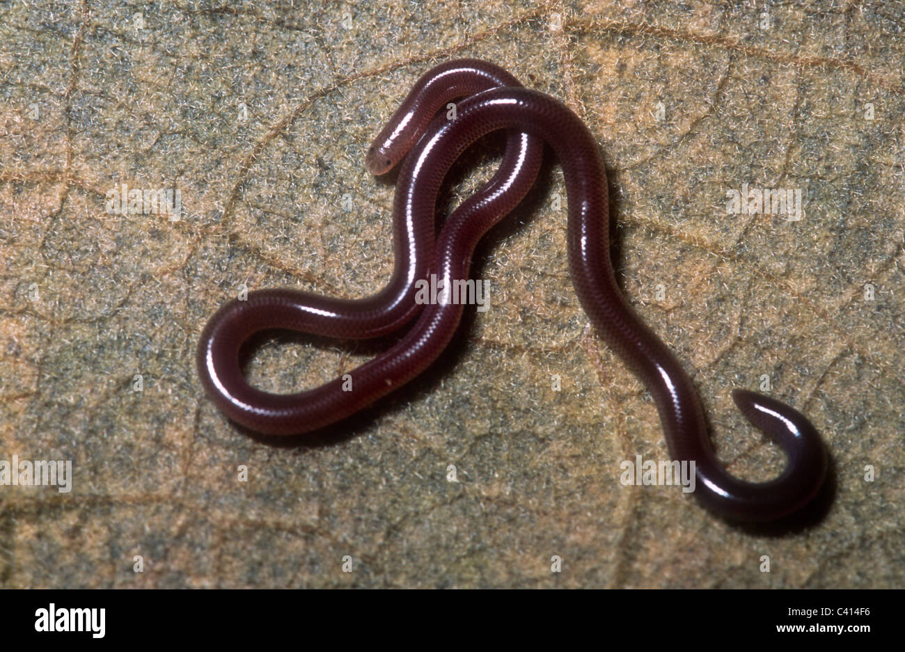 Unbeschriebene Thread Schlange, Blödmann Arten, Uda Walawe, Sri Lanka Stockfoto