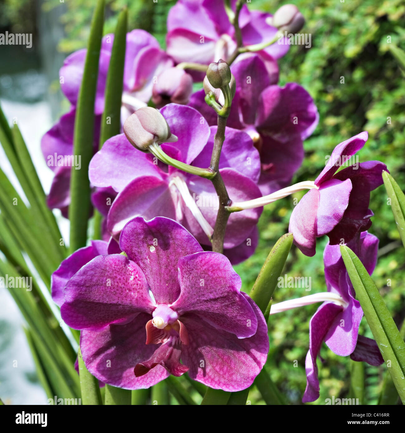 Orchidee blüht in der National Orchid Garden Singapur Republik Singapur Asien Stockfoto