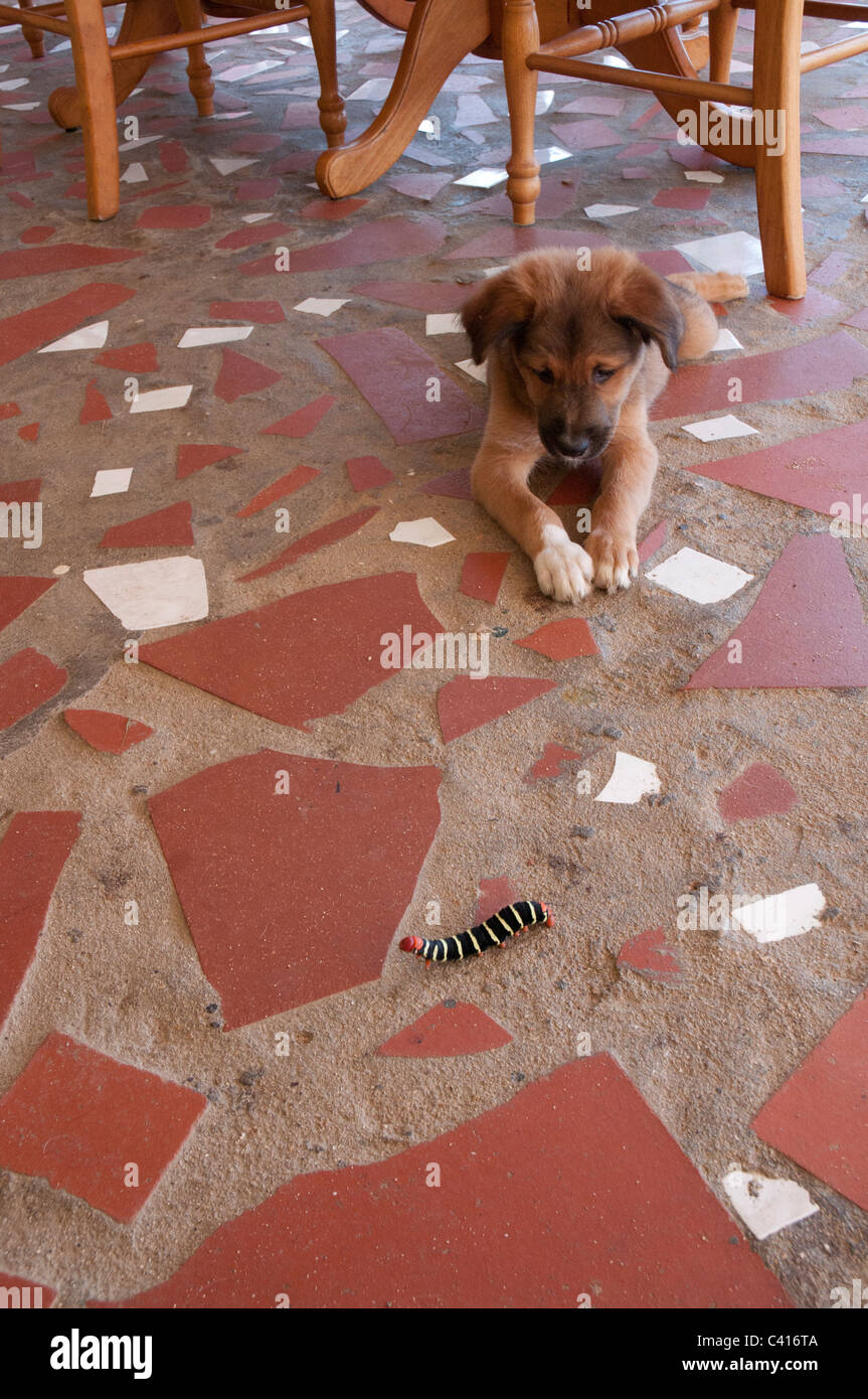 Commonwealth of Dominica - ein junger Hund, sehr daran interessiert, eine große schwarze und gelbe Raupe Stockfoto