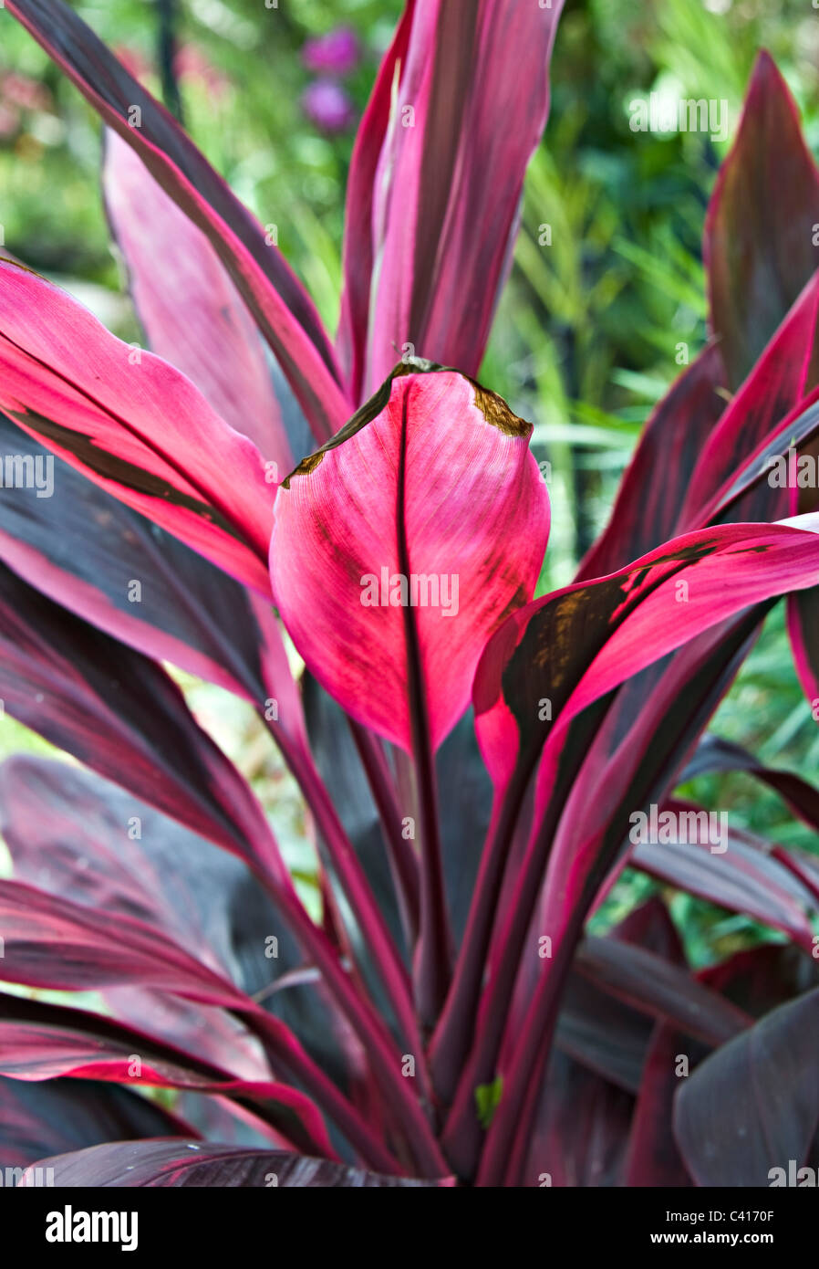 Lila rotblttrige Cordyline Fruticosa Pflanze wchst in Singapur  Botanischer Garten Singapur Asien Stockfotografie - Alamy