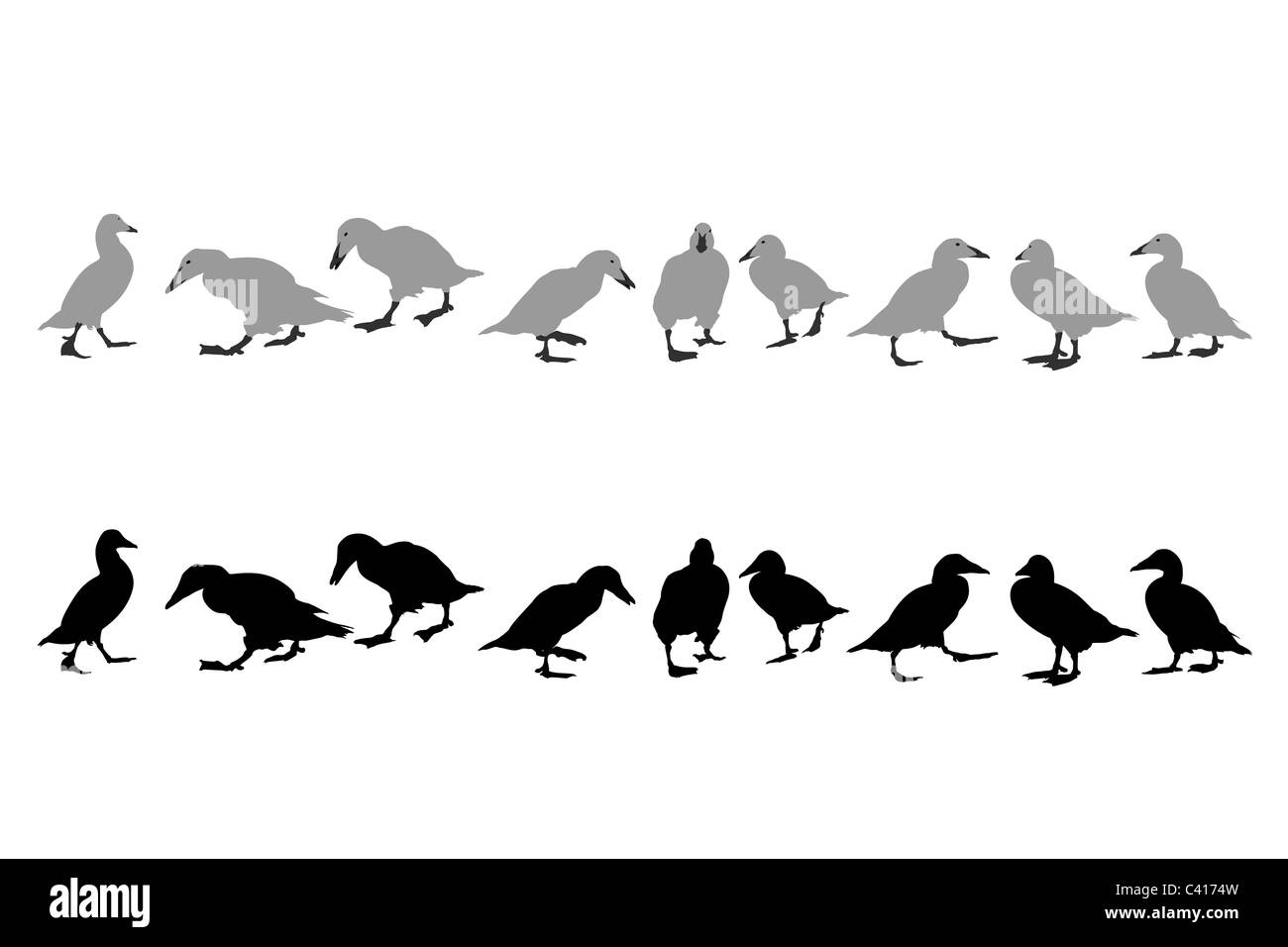 Gemeinsamen Eider - Tauchenten Stockfoto