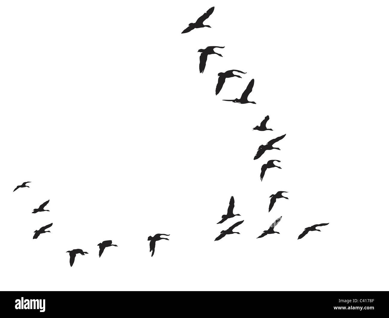 Strang von Gänsen Stockfoto