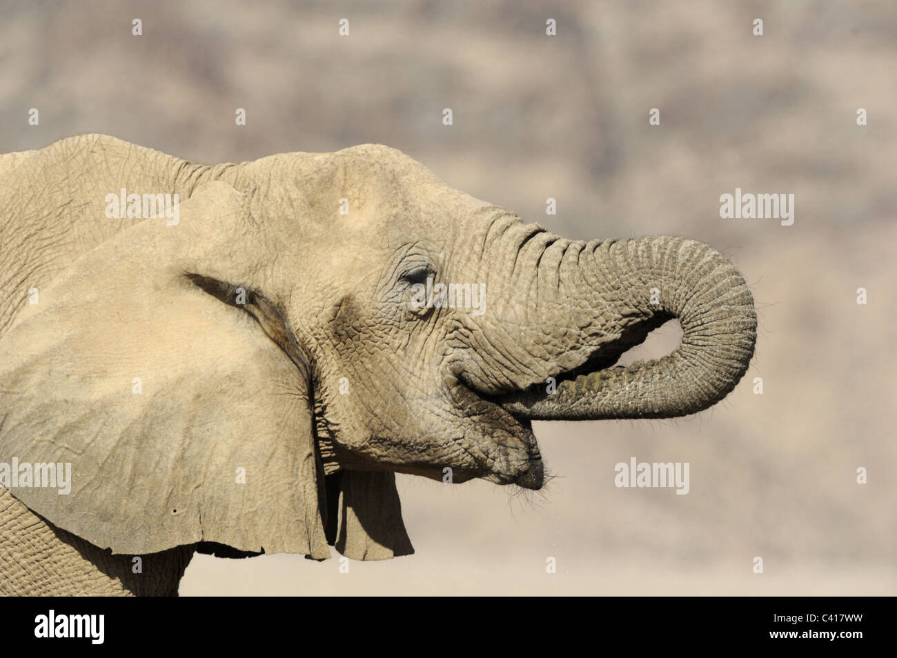 Wüste Elefanten, Loxodonta Africana, Trockenfluss Hoanib, Namibia, Afrika, Januar 2011 Stockfoto