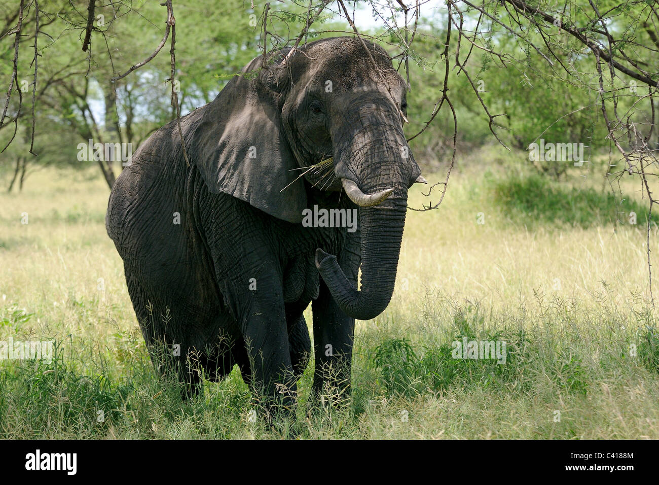 Männliche Elefanten im Tarangire National Park Stockfoto