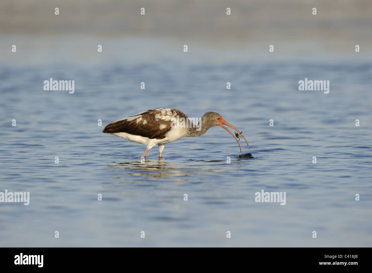 American White Ibis, Eudocimus Albus, Fort De Soto Park, Florida, USA, April 2010 / Schneesichler Stockfoto