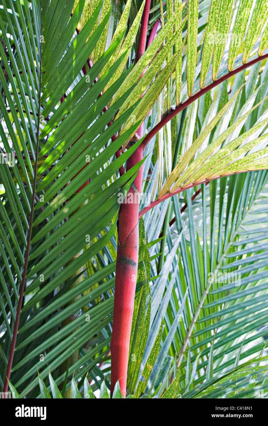 Hohe Mulde stammten Bambus wächst in Singapur Botanischer Garten Singapur Asien Stockfoto