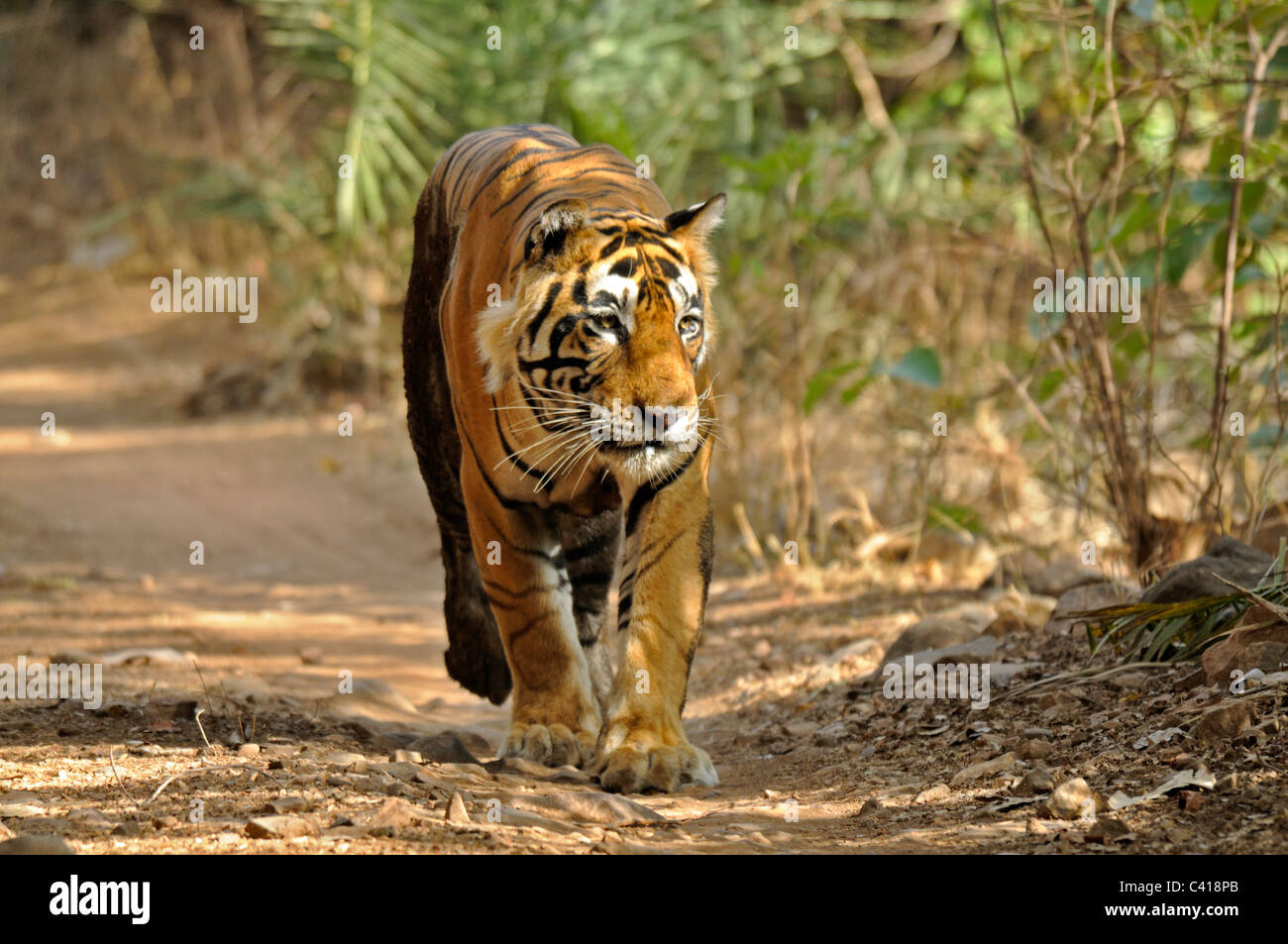 Tiger zu Fuß auf einem Waldweg in Ranthambhore an einem nebligen Morgen Stockfoto