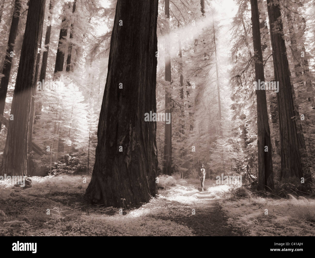 Wald im Infrarotbereich fotografiert Stockfoto