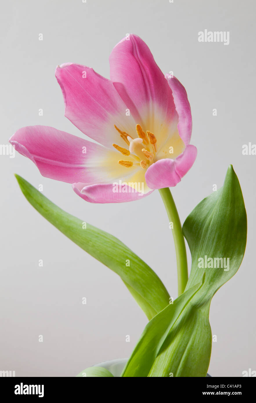 Nahaufnahme der rosa Tulpe Kopf mit geöffneten Blütenblätter, Stängel und Blätter. Stockfoto