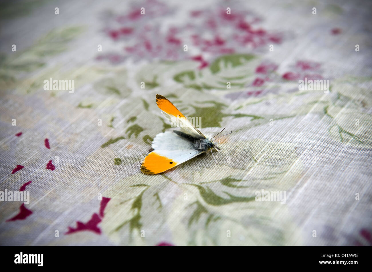 Kleine tot zarten Schmetterling auf einer floral Tischdecke Stockfoto