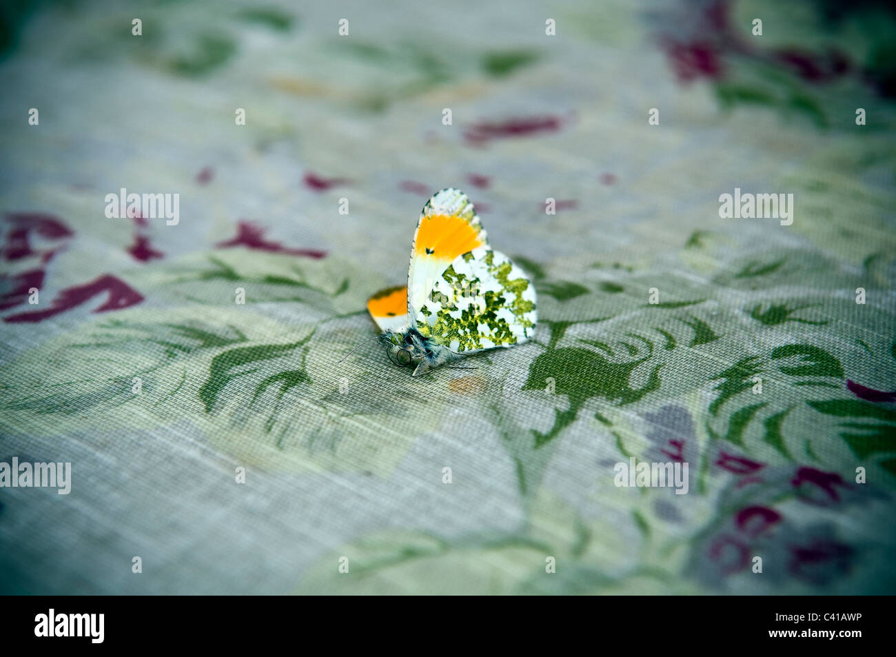 Kleine tot zarten Schmetterling auf einer floral Tischdecke Stockfoto