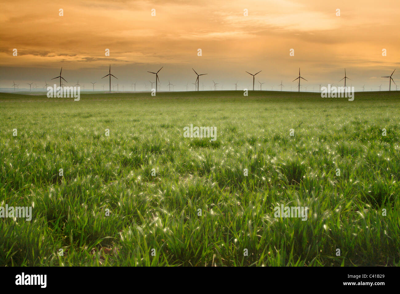Stromerzeugende Windmühlen in Wasco, Oregon-Gebiet Stockfoto