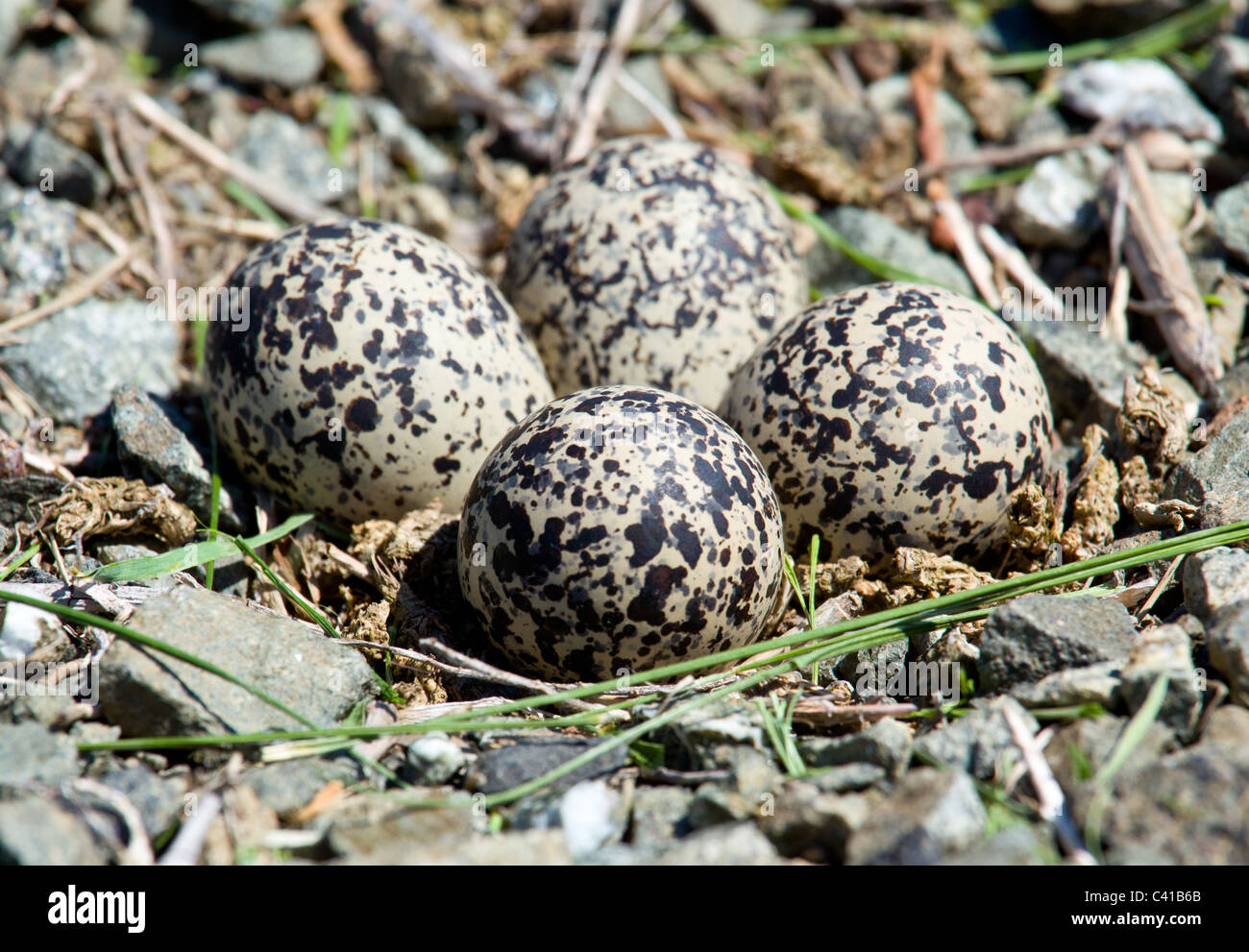 Killdeer Vogel Legen Ihren Eiern Auf Dem Boden Von Der Seite Der