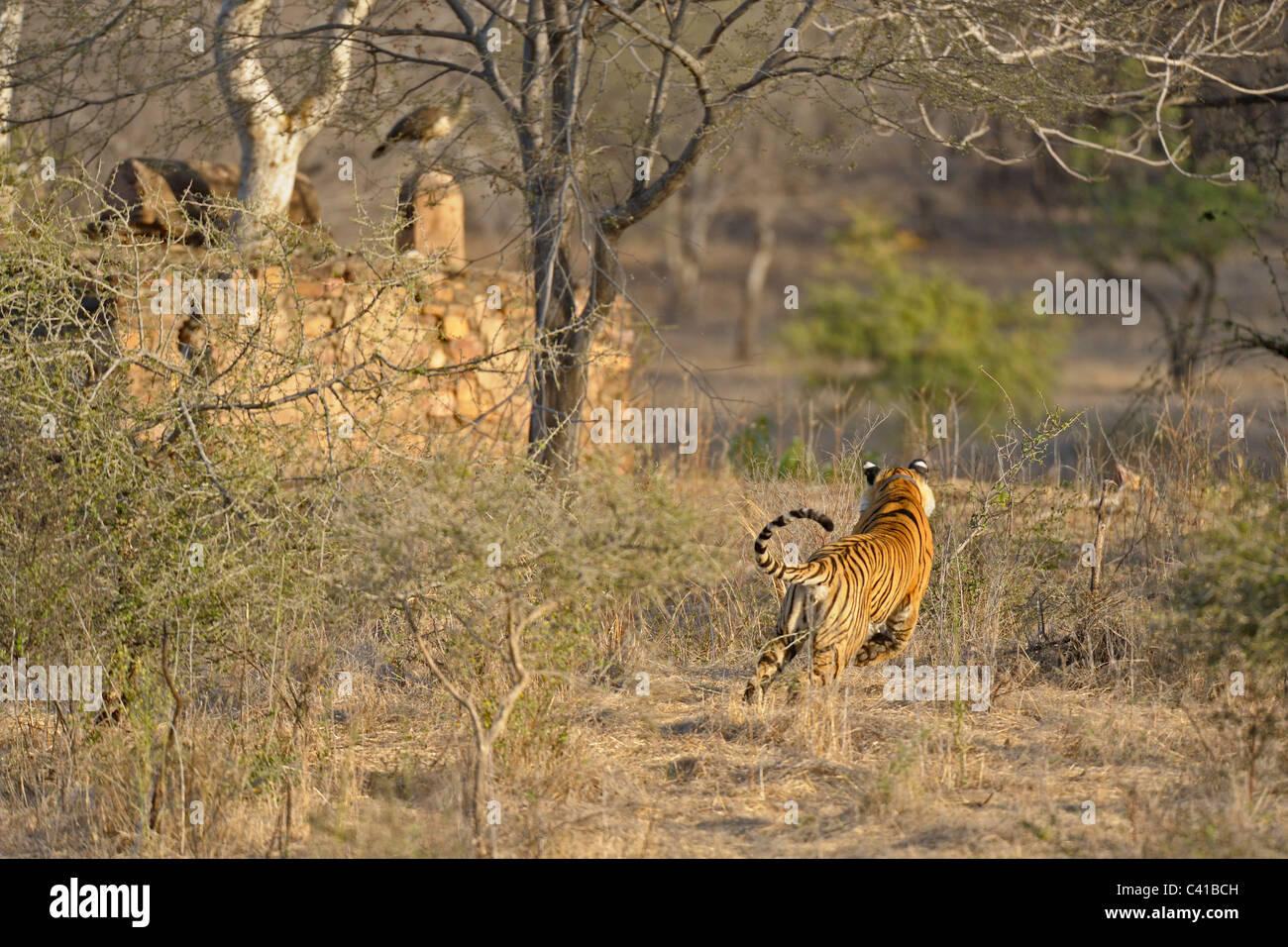 Ladevorgang Tiger in Ranthambhore National Park, Indien Stockfoto