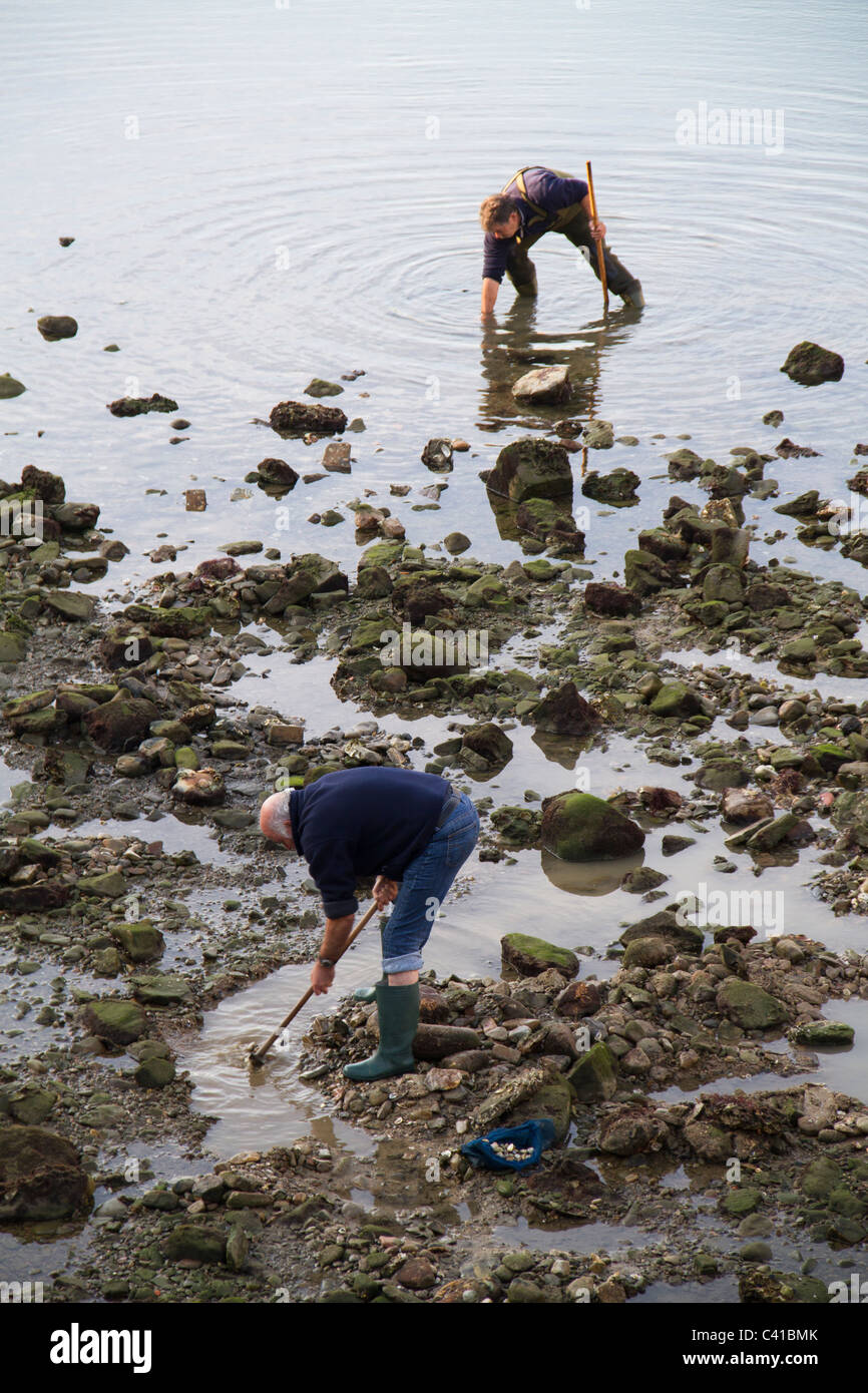 Herzmuschel-Jäger Stockfoto