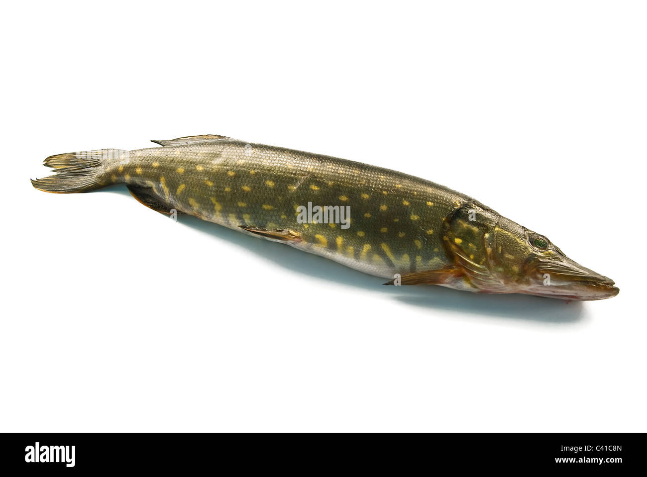 Fisch. Hecht auf weißem Hintergrund Stockfoto