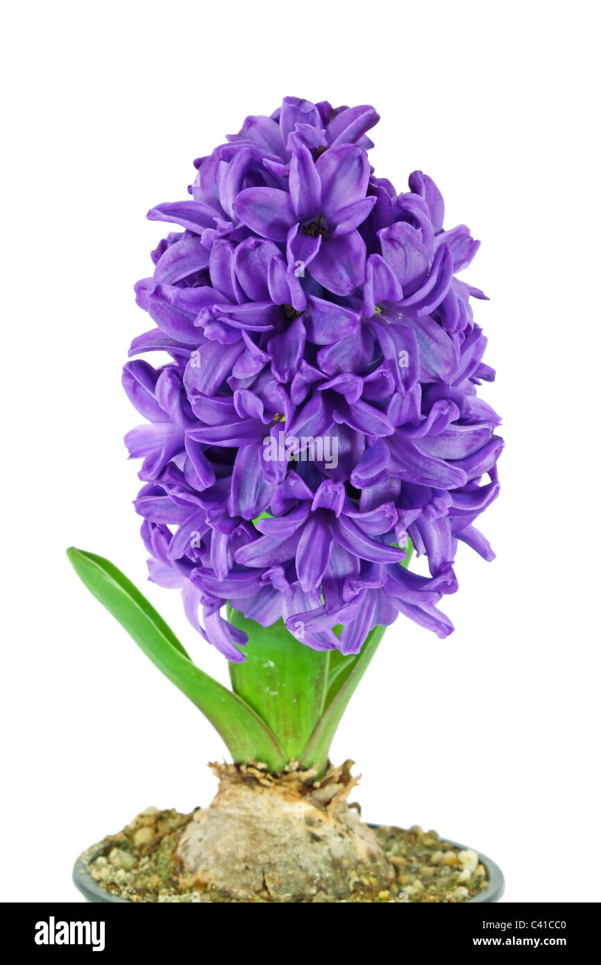 Eine schöne lila Hyazinthe isoliert auf weiss Stockfoto