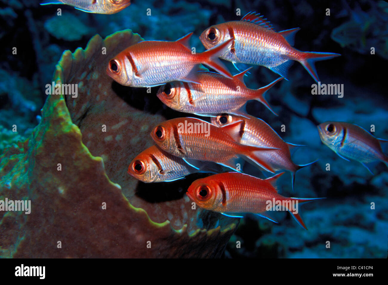 Balken Soldatenfische, Myripristis Jacobus, St. John, US Virgin Islands, Atlantik Stockfoto