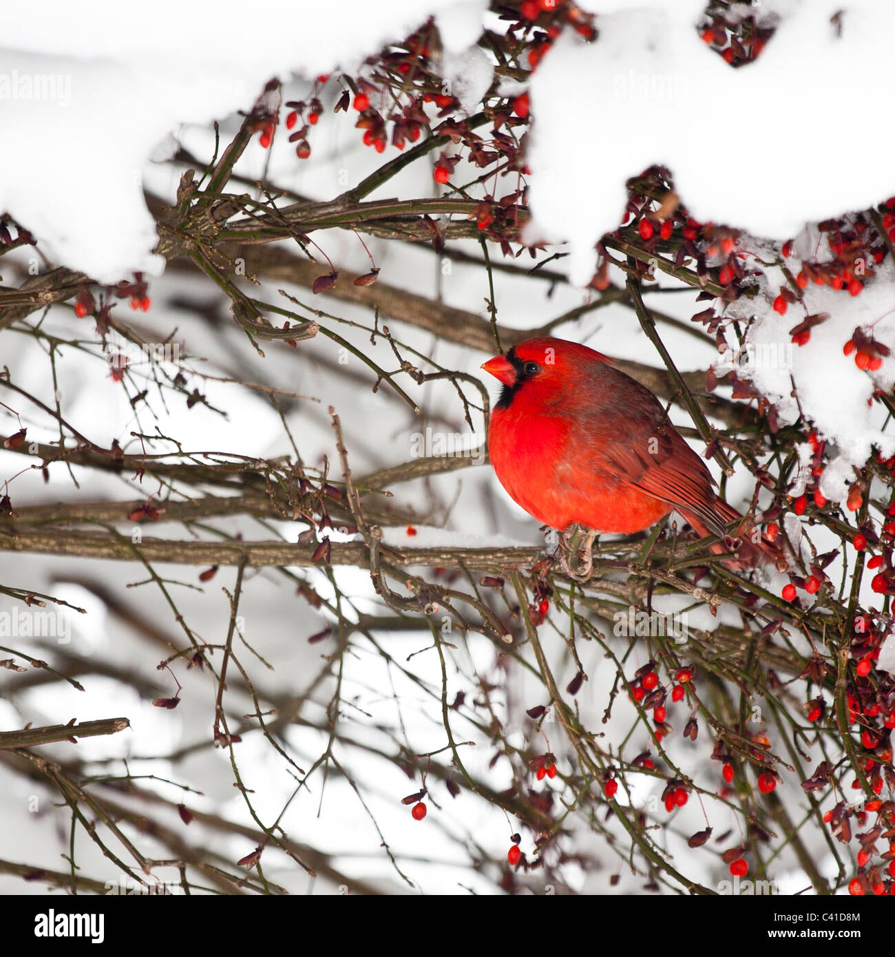 Kardinal in einem verschneiten rote Beere Strauch. Eine helle rote nördliche Kardinal thront in einem Beere bekleideten Busch umgeben von Schnee. Stockfoto