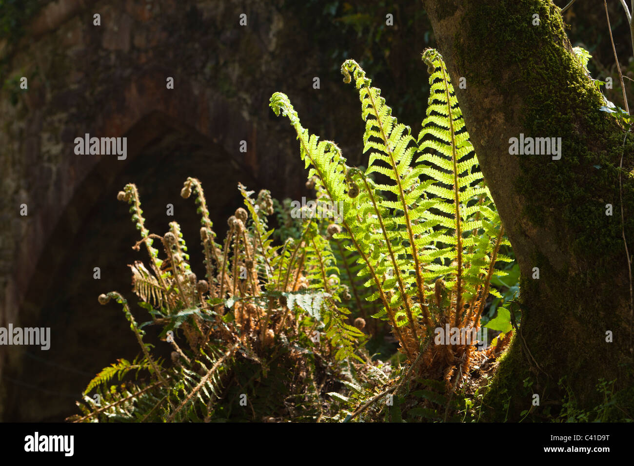 Frühling in Exmoor - ein jungen Farn unfurling im Horner Wald, Horner, Somerset, England UK Stockfoto
