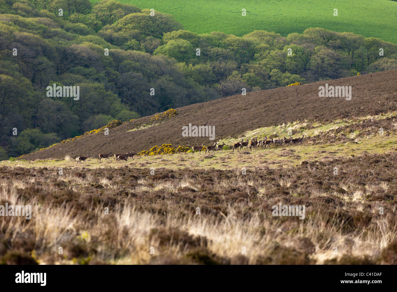 Frühling in Exmoor - ein Herde des Rotwildes auf Stoke Pero üblich, Somerset, England UK Stockfoto