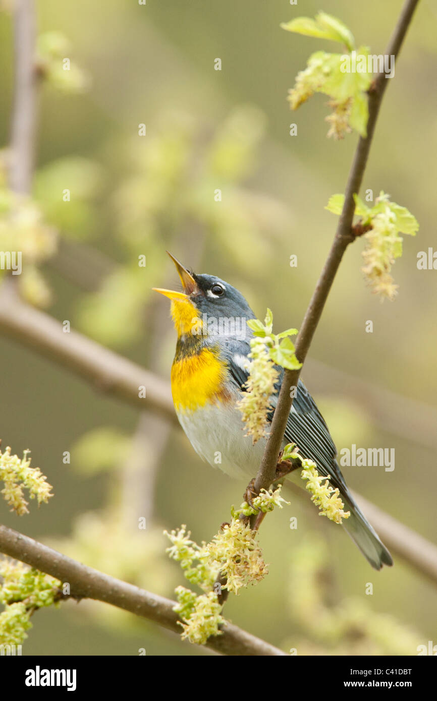 Nördliche Parula Warbler singen - vertikal Stockfoto