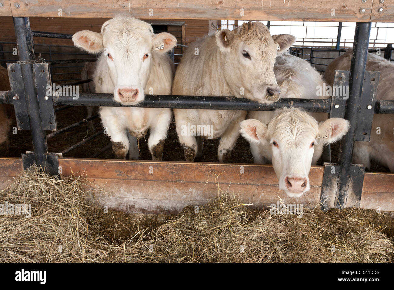 Drei neugierig Charolais-Rinder-Köpfe. Drei Rinder zur Schlachtung gemästet wird starren Sie ihren Stall. Stockfoto