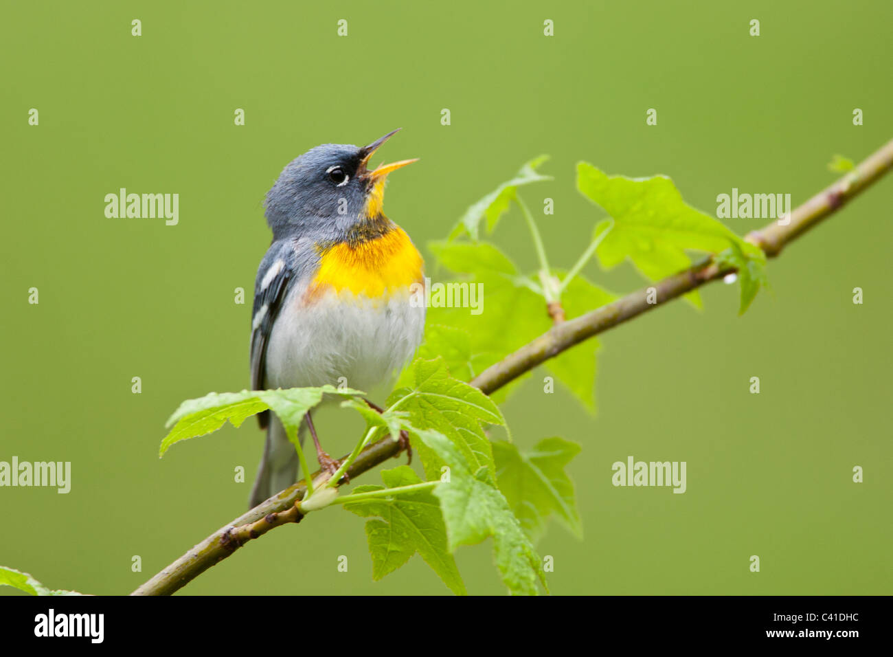 Nördliche Parula Warbler singen Stockfoto
