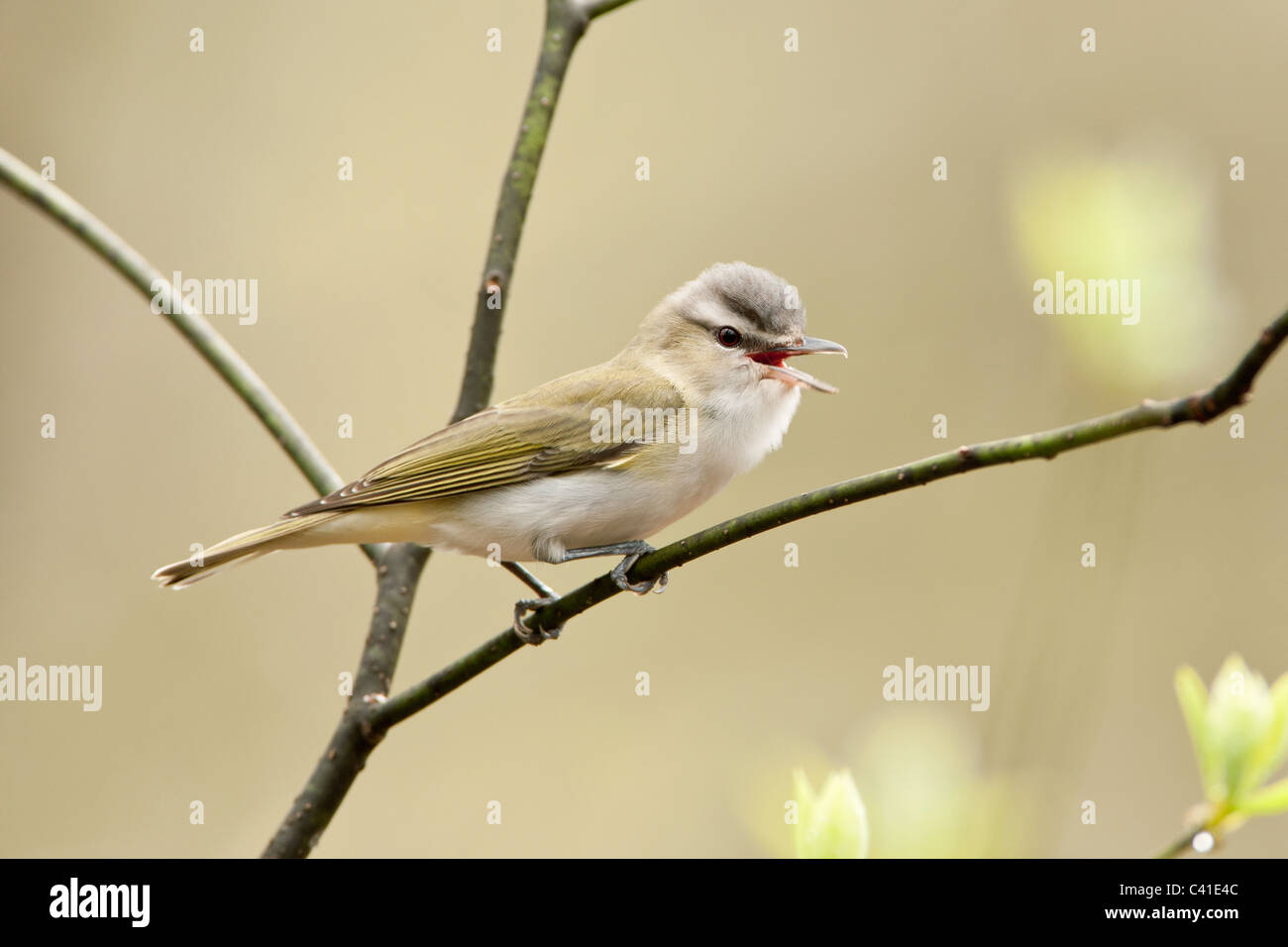 Rotäugigen Vireo singen Stockfoto