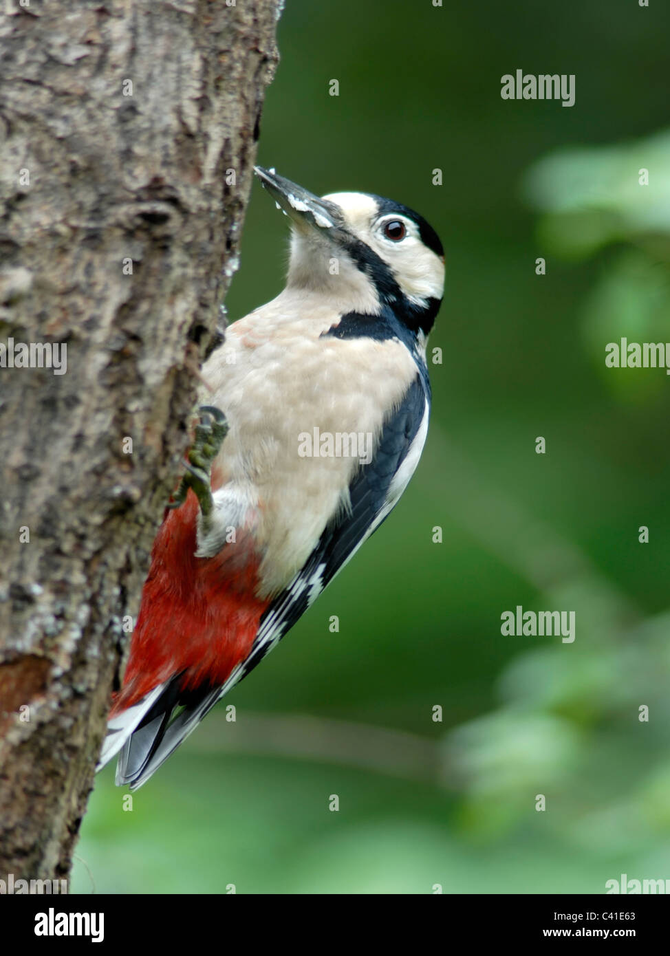 Great Spotted Woodpecker (Dendrocopos großen) nehmen Insekten aus Runk eines Baumes Stockfoto