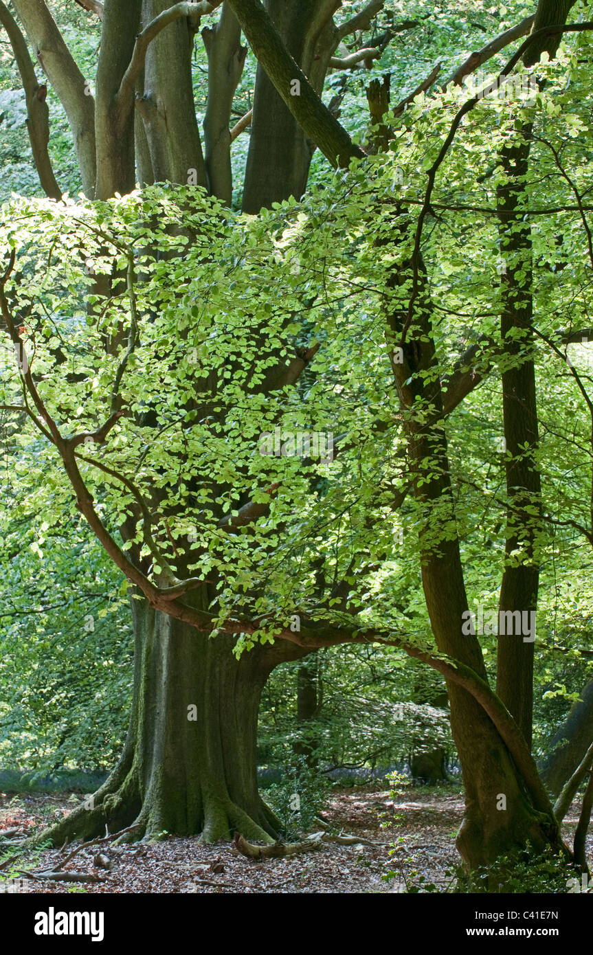 Buche: Fagus Sylvatica. Frische Blätter im Frühling. Stockfoto