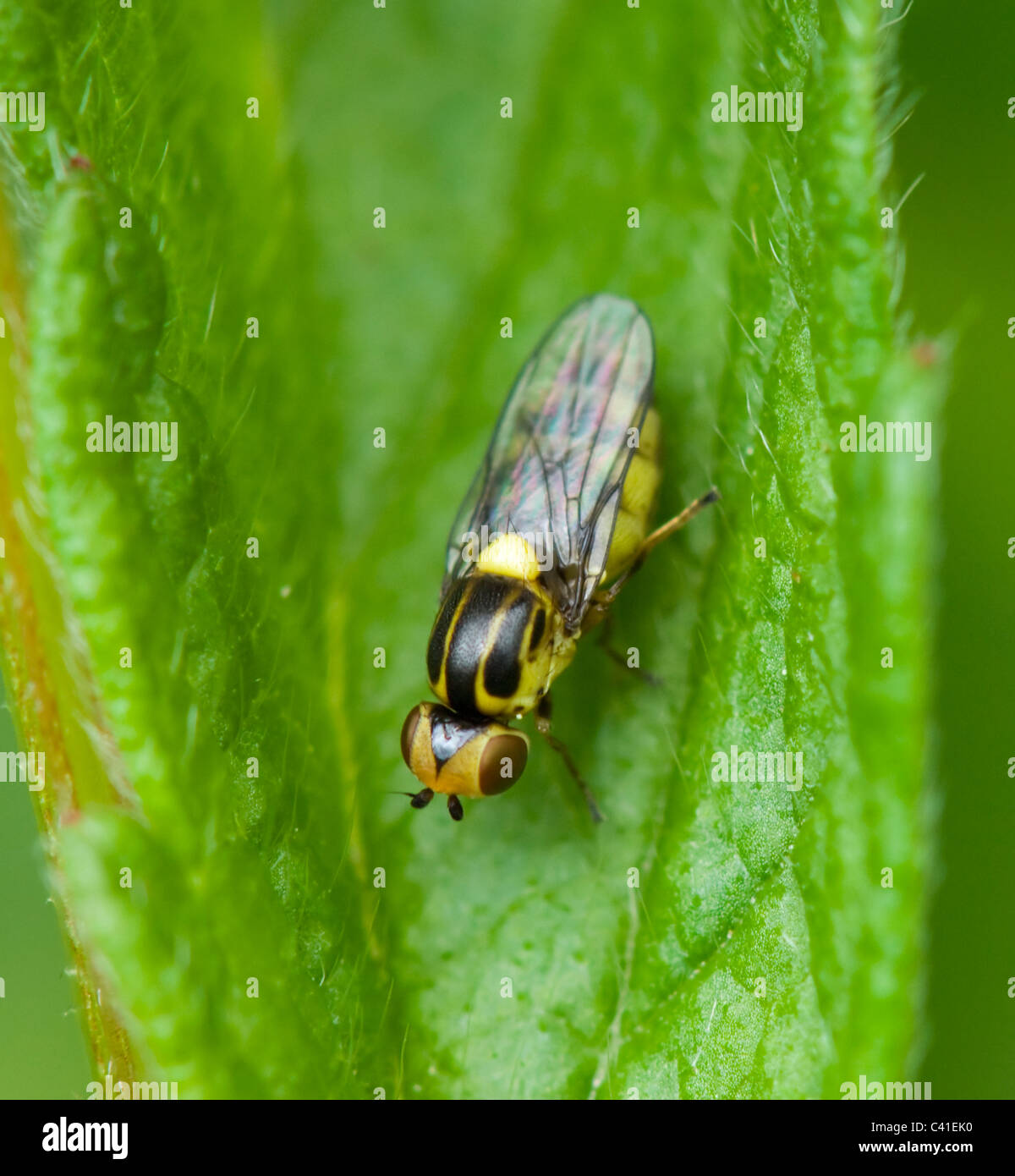 Soldat-Fly (Oxycera Rara), Hampshire, UK Stockfoto