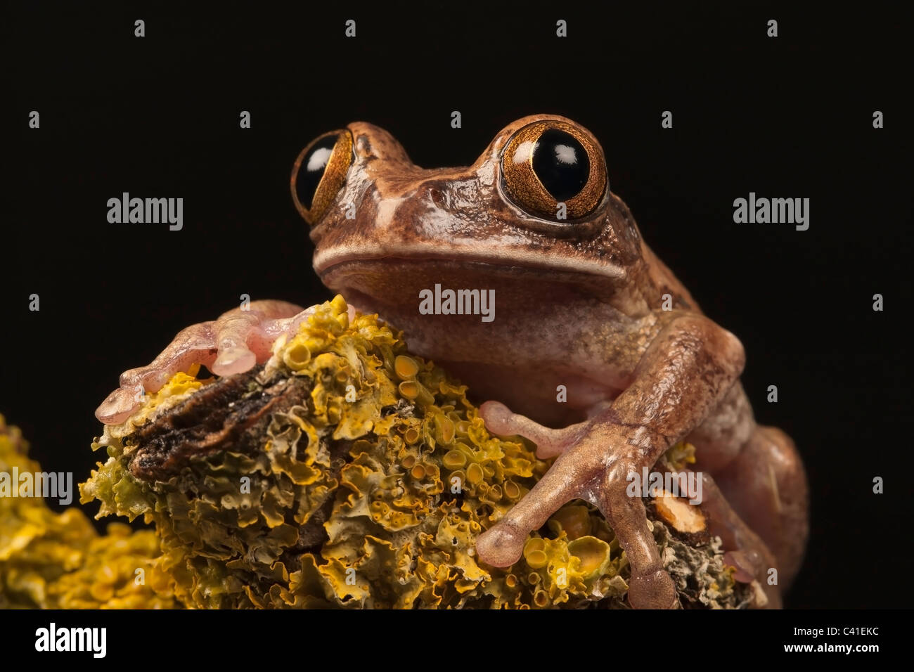 Marmoriert Reed Frog / malte Reed Frosch (Hyperolius Marmoratus) saß auf Flechten verkrustete Branch, Porträt Stockfoto